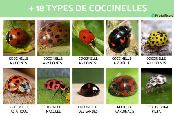 Exterminateur coccinelle Joliette