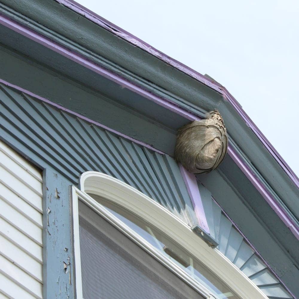 Exterminateur guêpe Lanaudière