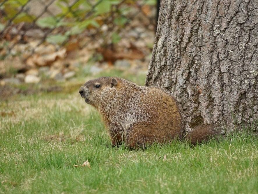 Capture marmotte Lanaudière