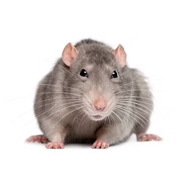 Ramassage de rats/souris